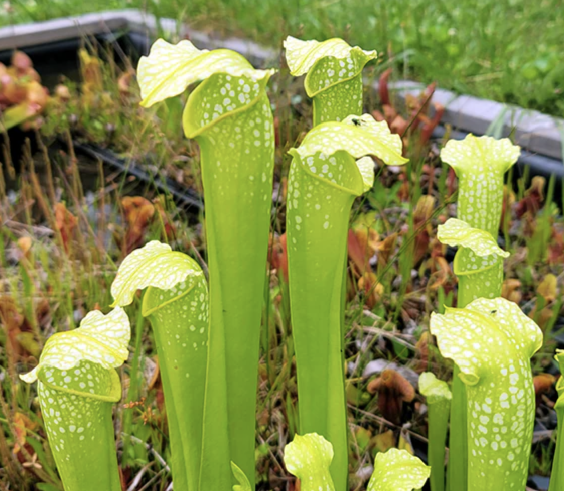 Sarracenia Amazing Purple Pitcher Plant
