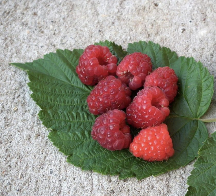 Raspberry Leaf Lemongrass Citrus Benefi