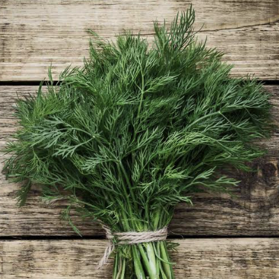 Dill Has Been Valued Thousands of Years