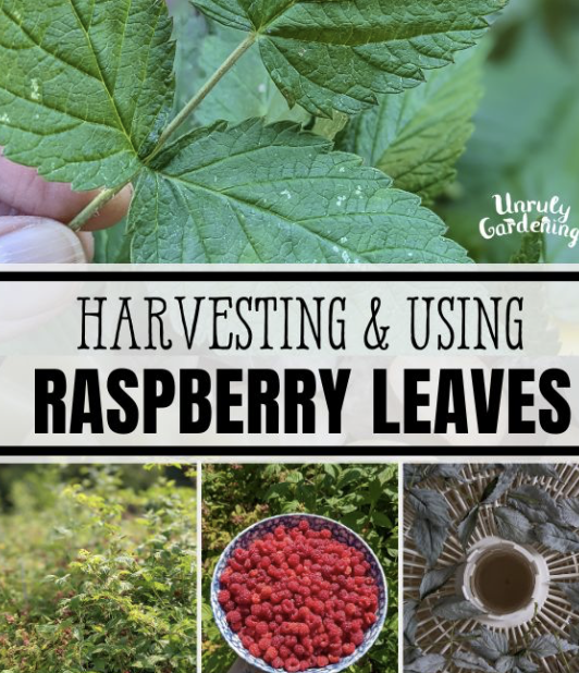 Red Raspberry Leaf Benefits Herbal Uses